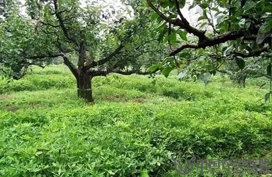 果園生草好處多但要避開(kāi)五個(gè)坑